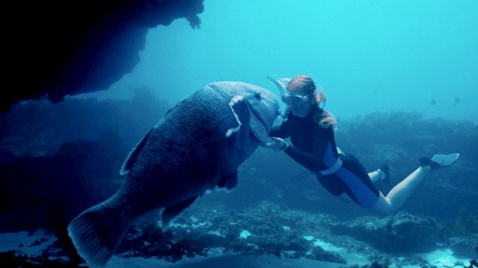 blueback